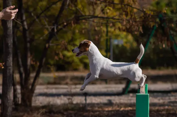 Jack Russell Terrier dog jumping over a wooden barrier in a dog playground