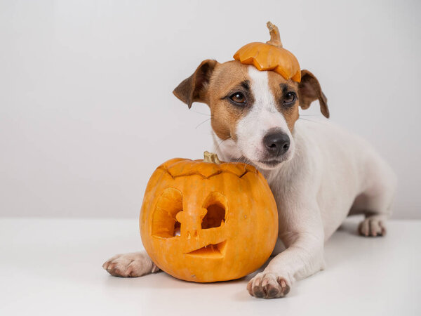 Jack Russell Terrier dog with a pumpkin cap and a jack-o-lantern on a white background