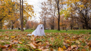 Sonbahar ormanında hayalet kostümlü Jack Russell Terrier köpeği.