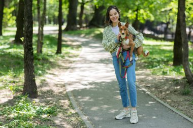 Genç ve güzel bir kadın yürüyüş için bir köpeği kollarında tutuyor. Havlamayan Afrikalı Basenji köpeği