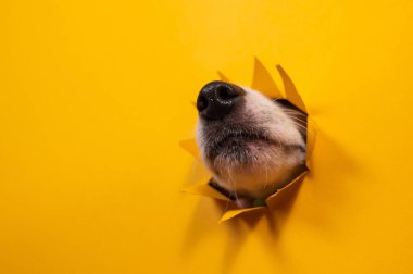 Jack Russell Terrier 'in burnu yırtılmış kağıt turuncu arka planda.