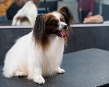 Papillon Continental Spaniel 'in kuafördeki portresi.