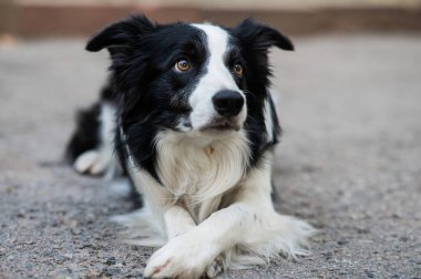 Border collie dog dışarıda egzersiz yapıyor.