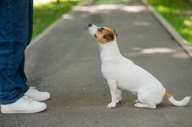 Köpek Jack Russell Terrier, parkta yürürken sahibine dikkatle bakar.