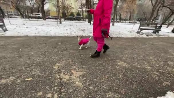 在冬季 白人妇女在户外与狗杰克 鲁塞尔犬玩耍 — 图库视频影像