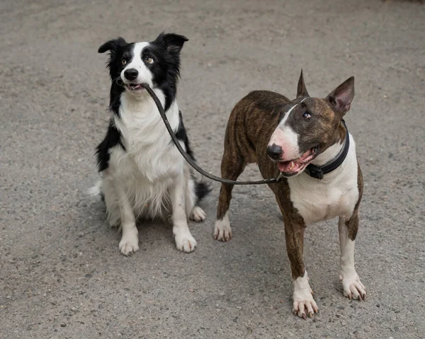 Collie Fronteira Leva Terrier Touro Pela Trela Cão Passear Outro — Fotografia de Stock