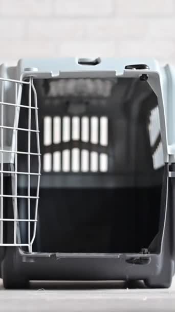 Der Jack Russell Terrier Hund Kommt Die Transportbox Vertikales Video — Stockvideo