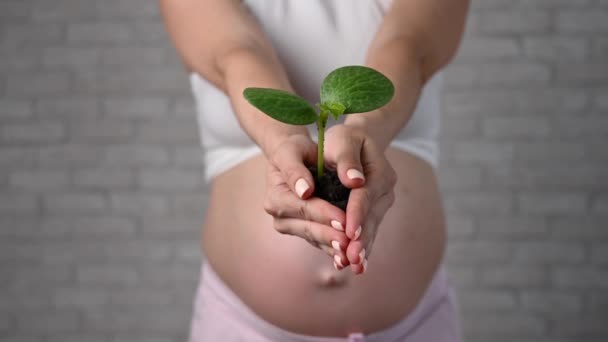 Zwangere Vrouw Strekt Zich Uit Naar Voren Een Spruit Gehakte — Stockvideo