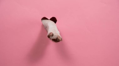 Pembe karton arka planda bir köpek pençesi. Kalp şeklinde bir delik.