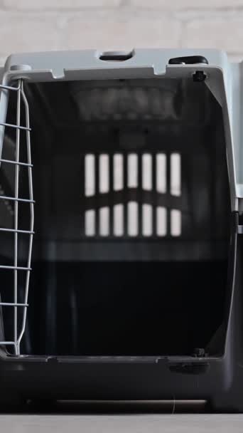 Jack Russell Terrier Dog Enters Carrier Owner Closes Door Takes — Stock Video