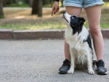 Siyah ve beyaz renkteki çoban köpekleri, sahibinin bacaklarında yürürler.