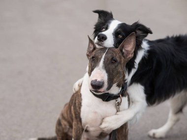 Siyah-beyaz sınır köpeği yürüyüş yaparken bir sığır gübresi teriyerine sarılıyor.