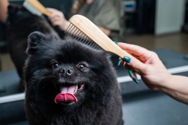 Tımarcı kadın kuaförde siyah tükürük tarıyor.