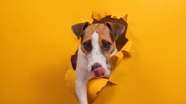 Jack Russell Terrier 'ı yalamak, kağıt turuncu arka planda yırtılmaya başlar.