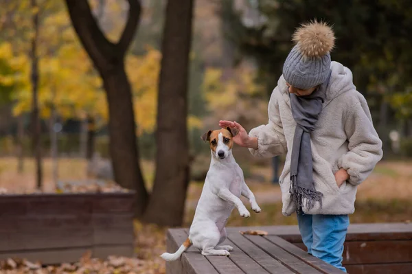 Caucasian girl holding a dog by the paws for a walk in the autumn park. Jack Russell Terrier stands on its hind legs on a bench