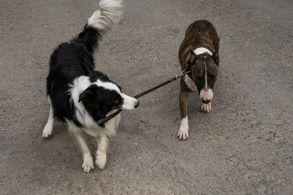 Bir çoban köpeği, boğayı tasmasından tutup teriyere yönlendirir. Bir köpek diğerini gezdiriyor.