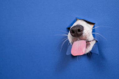 Jack Russell Terrier köpeği burnunu yalıyor ve yırtık kağıt mavi arka plandan eğiliyor.