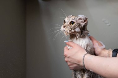 Bir kadın kuaförde tekir gri bir kediyi şampuanlıyor.