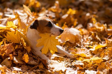 Jack Russell Terrier köpeği sonbahar parkında yürürken sarı bir akçaağaç yaprağı tutuyor.