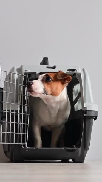 Jack Russell Teriér Pes Vstoupí Nosiče Majitel Zavře Dveře Odveze — Stock video