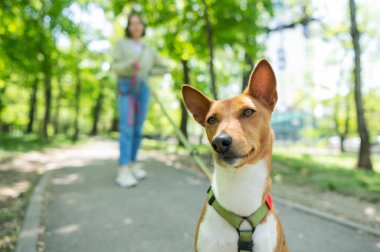 Genç bir kadın parkta tasmalı bir Afrika Basenji köpeğiyle yürüyor.