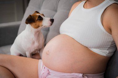 Hamile kadın köpeği Jack Russell Terrier ile koltukta oturuyor.