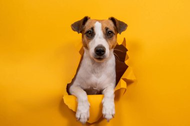 Jack Russell Terrier 'ı yalamak, kağıt turuncu arka planda yırtılmaya başlar.