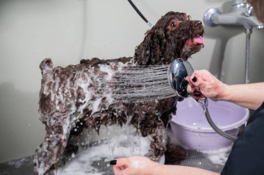Kadın kuaförde mini fino köpeğini şampuanlıyor.