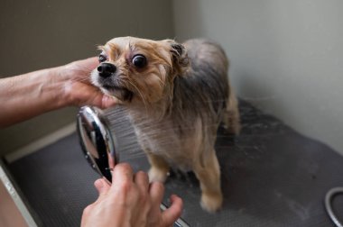 Bir kadın kuaförde şirin bir Pomeranya köpeği yıkıyor.