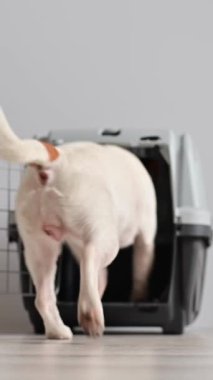 Bir Jack Russell Terrier köpeği taşıyıcıya girip çıkıyor. Dikey video