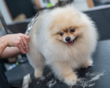 Bir kadın makasla Pomeranya kesimi yapar. Kuaförde bir köpek.