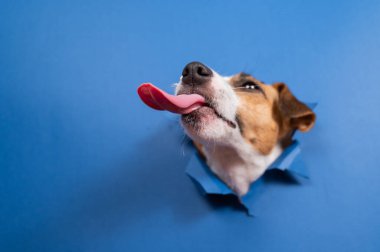 Komik köpek Jack Russell Terrier kağıt mavisi arka planda bir delikten sarkıyor.
