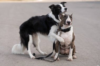 Siyah-beyaz sınır köpeği yürüyüş yaparken bir sığır gübresi teriyerine sarılıyor.