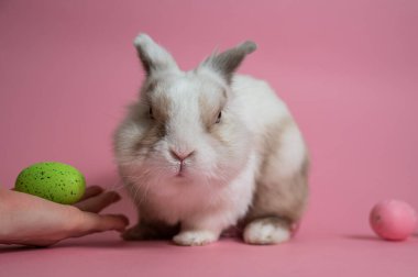 Renkli yumurtalarla pembe arka planda Paskalya Tavşanı. Sevimli bir tavşanı okşayan kadın