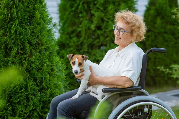 Elderly caucasian woman hugging a jack russell terrier dog while sitting in a wheelchair on a walk outdoors