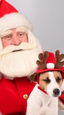 Noel Baba geyik boynuzlu Jack Russell Terrier köpeği tutuyor. Dikey video