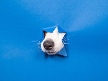 Jack Russell Terrier köpek burnu yırtılmış kağıt mavisi arka planda