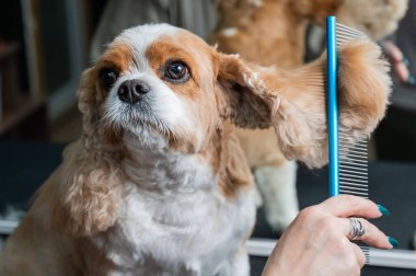 Süvari Kral Charles Spaniel 'i kuaförde tarıyor.