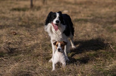 Köpek Jack Russell Terrier ve sınır köpeği sonbaharda parkta yürüyorlar.