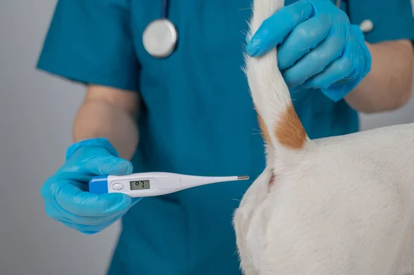 A veterinarian measures a dogs temperature rectally with an electronic thermometer