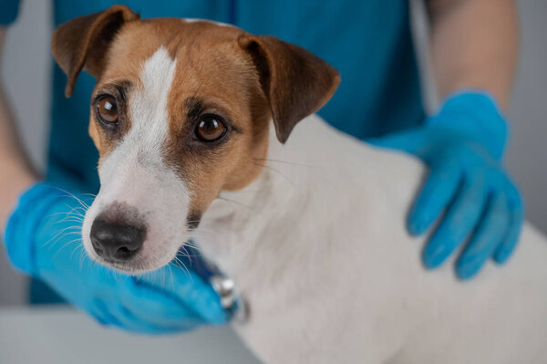A veterinarian listens to the heartbeat of a Jack Russell Terrier dog