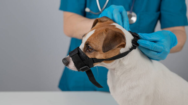 A veterinarian puts a cloth muzzle on a Jack Russell Terrier dog