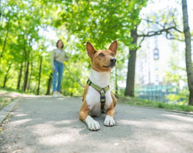 Genç bir kadın parkta tasmalı bir Afrika Basenji köpeğiyle yürüyor.