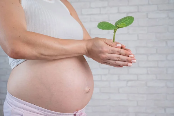 A pregnant woman is holding a sprout. Cropped tummy