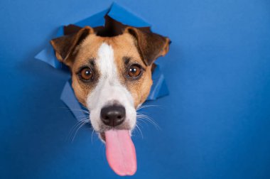 Komik köpek Jack Russell Terrier kağıt mavisi arka planda bir delikten sarkıyor.
