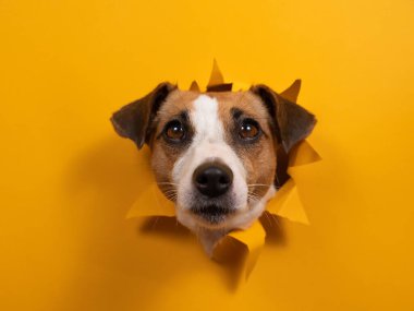 Komik köpek Jack Russell Terrier kağıt turuncu arka planda bir delikten sarkıyor.