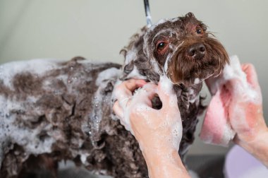 Kadın kuaförde mini fino köpeğini şampuanlıyor.