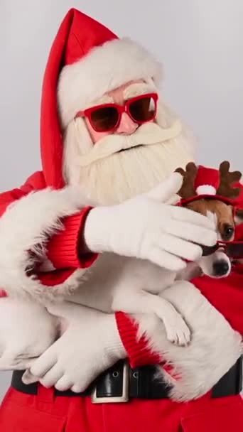 Święty Mikołaj Trzyma Psa Jacka Russella Terriera Porogami Jelenia Pionowe — Wideo stockowe