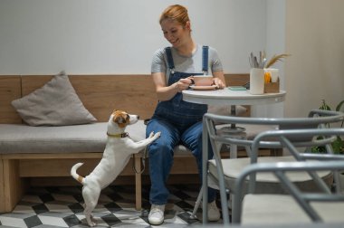 Jack Russell Terrier, köpek dostu kafede yalvarıyor.