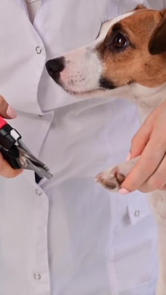 Veterinário Corta Unhas Cão Jack Russell Terrier Vídeo Vertical — Vídeo de Stock